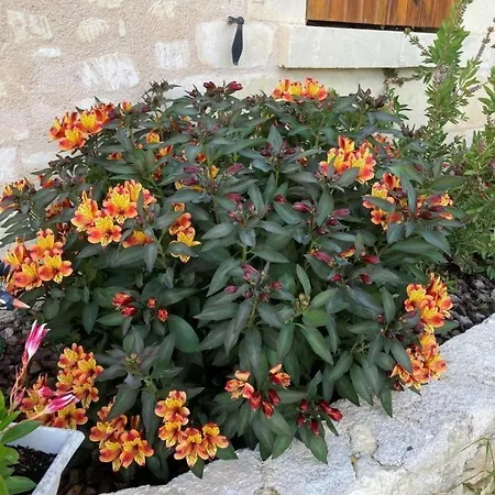 Domaine Du Vernay Tatil Evi